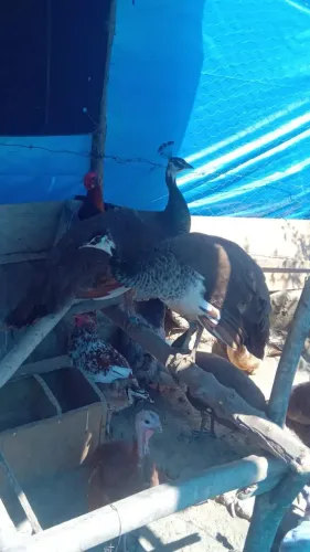 Galinha azul