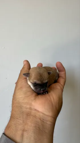 Chihuauha micro machos e fêmea 