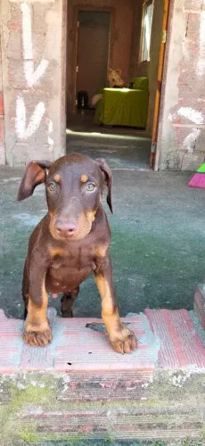 Doberman maxo 1 mês e 20 dias - Aquiraz
