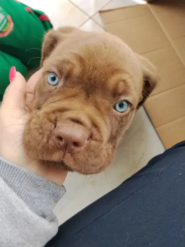 Cane corso