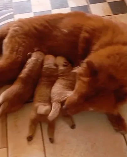 Chow-chow