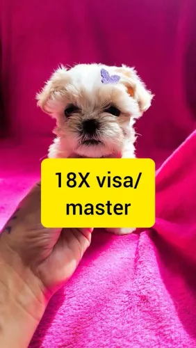 Shihtzu fêmea