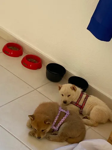 Chow-chow