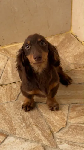 Dachshund chocolate/tan