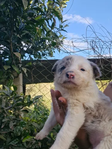 Border collie fêmea