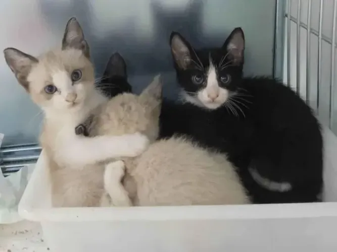 DOAÇÃO DE GATINHOS FILHOTES - PARA TODO O RJ!