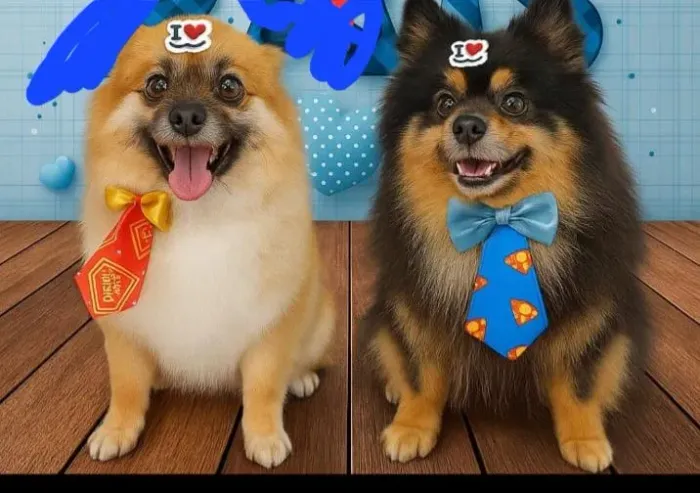 Vedo casal de lulu adoram crianças 