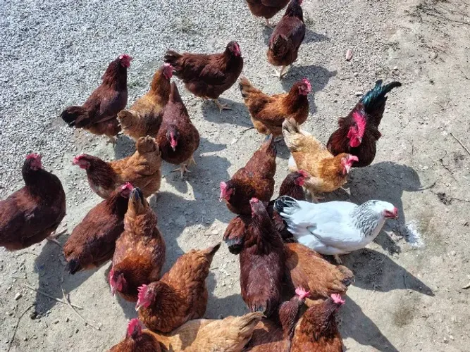 Galinhas e galo a venda
