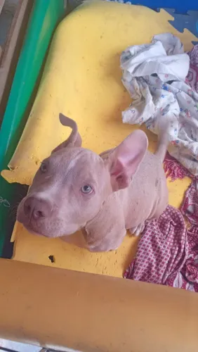 American Bully 