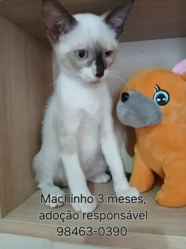 Gatinhos lindos pra adoção responsável 
