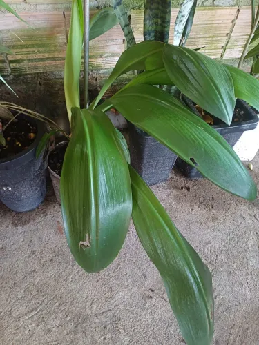 Plantas e mudas de Lírio-aranha-do-litoral