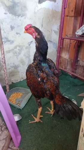 Galo