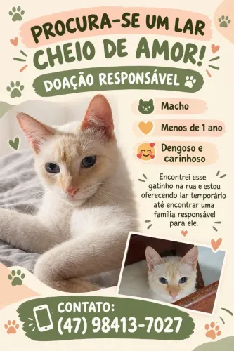 Gato macho para doação