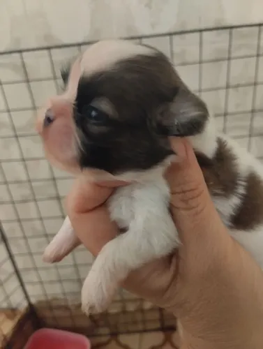 Shih Tzu FÊMEA / menor da ninhada.