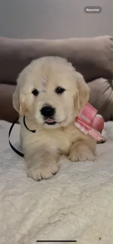 Golden Retriever maravilhosos 