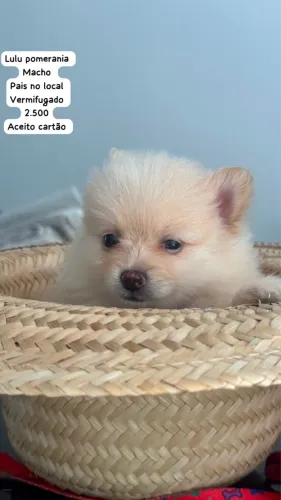 Lulu pomerania macho ÚLTIMO
