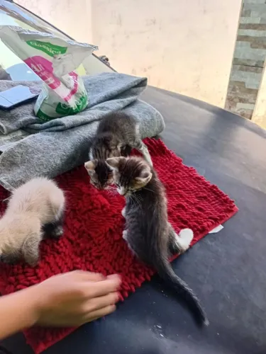 Gatinhos para adoção