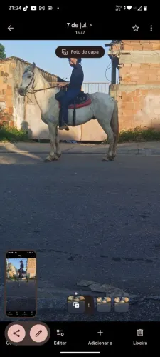 Vendo cavalo mangalarga da área 49