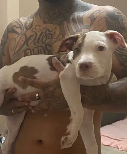 Pitbull