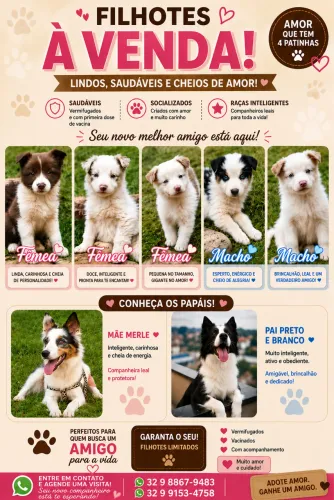 Vende -se lindos filhotes de Border Collie 