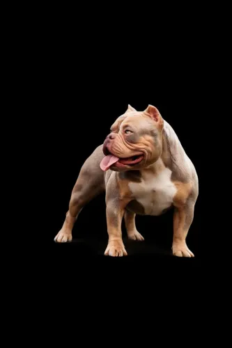 American bully fêmea adulta