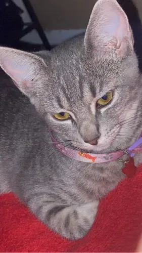 DOAÇÃO GATOS