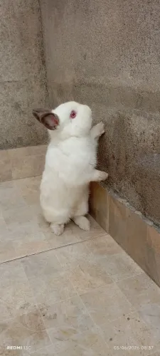 Mini coelho de netherland