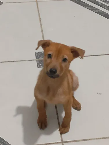 ? ADOÇÃO RESPONSÁVEL