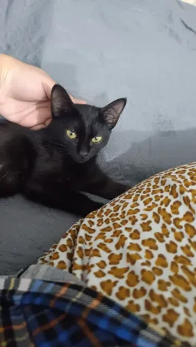 Gatinho carinhoso 