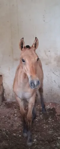 Vendo ou troco  potra mangalarga marchador, marcha picada, cor baia, 5 meses.