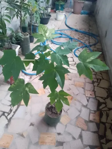 Frutiferas - Mudas de ótima procedência - R$ 15,00 cada IMPERDÍVEL.
