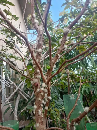 muda de plantas em geral