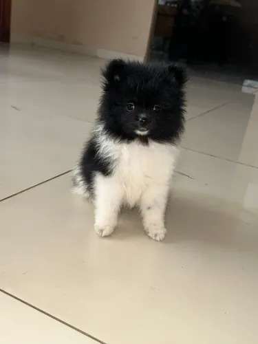 Spitz Alemão Macho Preto e Branco