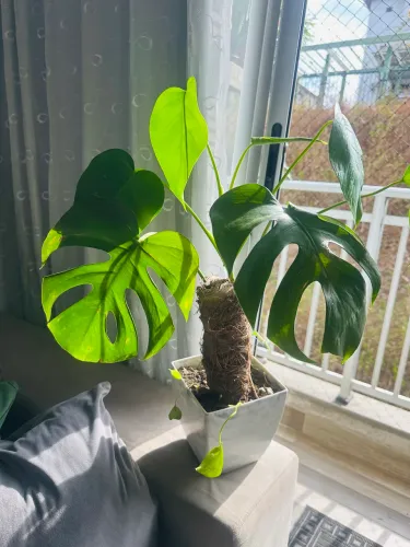 Costela de adao ( planta)
