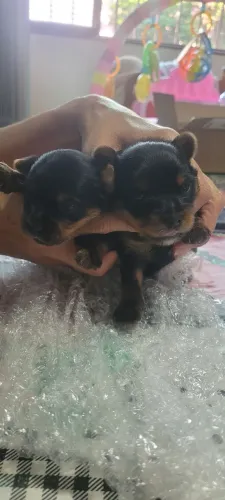 Vendo filhote macho de yourshire terrie