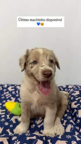 Border collie macho 44 dias 