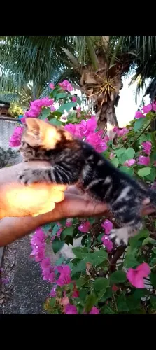 Gato bengal filhotes 