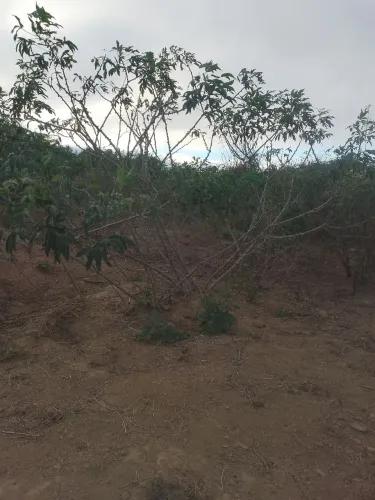 Roça de mandioca