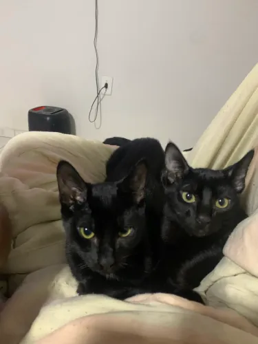 gatos para doação
