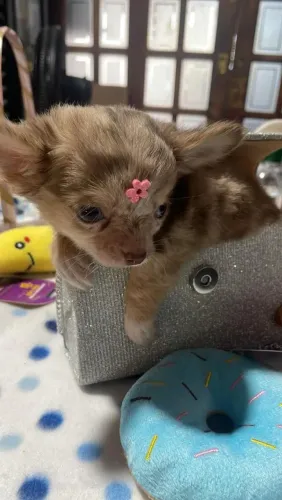 Chihuahua pelo curto e longo - Disponível para entrega 