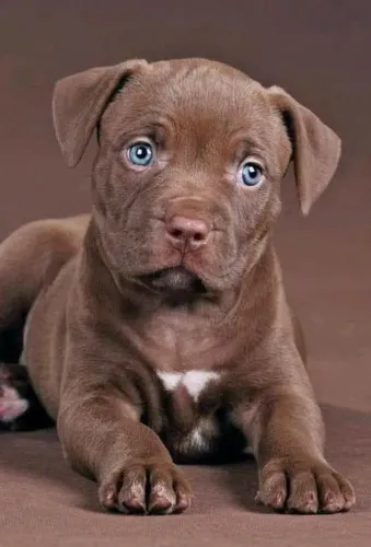 Pitbull - Afeto Que Transborda 