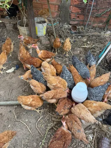 ? GALINHAS À VENDA - R$ 70 CADA ?