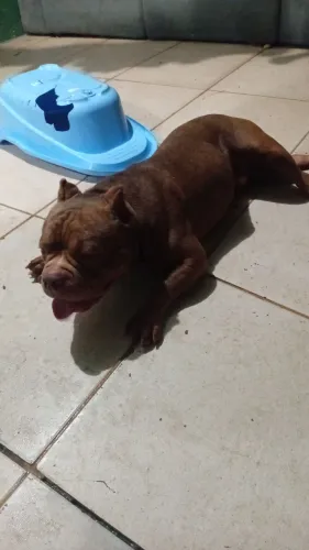 Vendo american bully 8 mes aceito troca
