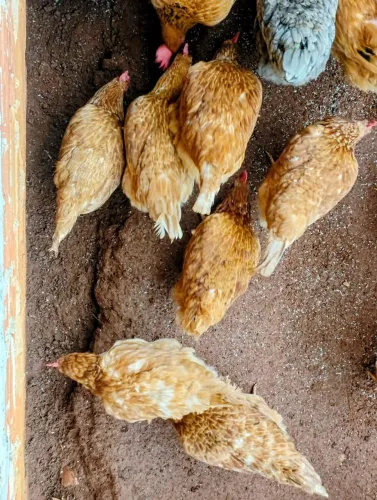 Galinhas poedeiras novas