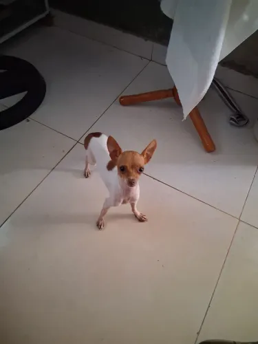 Vendo uma pincher