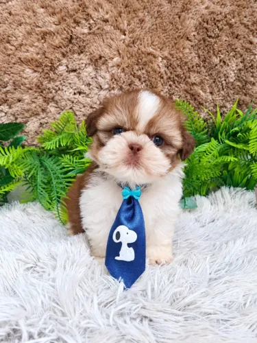 Shihtzu machinho