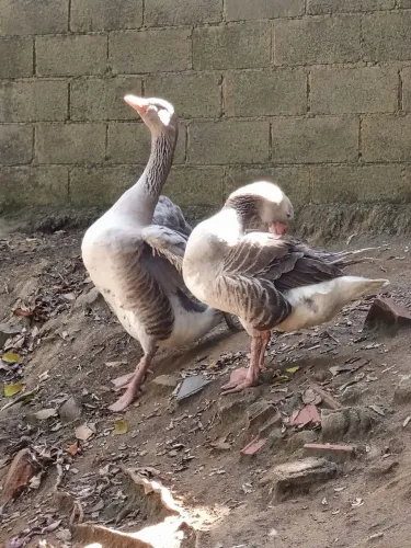 Gansos machos