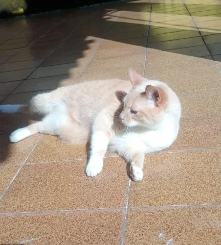 Doando gato