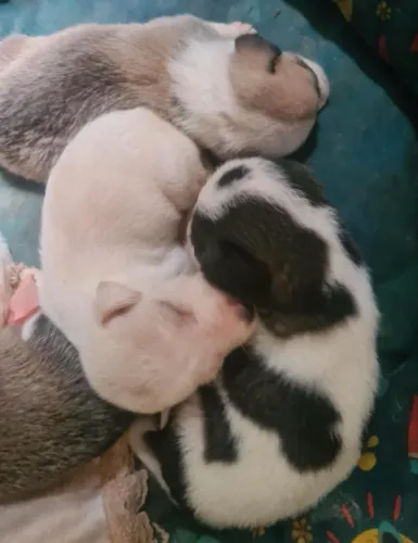 Cachorros filhotes para adoção responsável