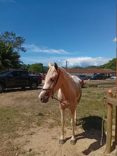 Égua a venda